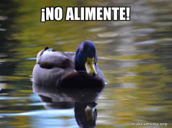 Zen Advice Mallard