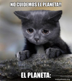 Confession Cat