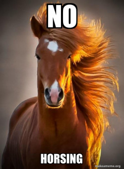 Ridiculously photogenic horse