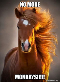 Ridiculously photogenic horse