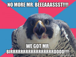 MR BIRD!