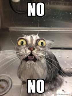 Cat bath