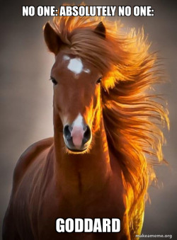 Ridiculously photogenic horse