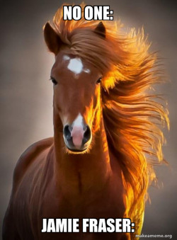Ridiculously photogenic horse