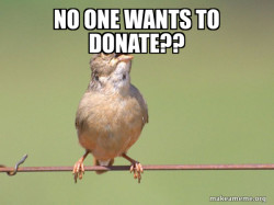 Common Opinion Sparrow