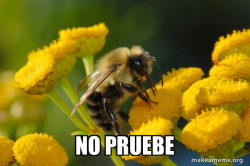 Good Guy Bee