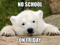 Popular Opinion Bear