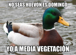 Actual Advice Mallard