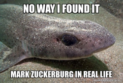 Dirty Joke Dogfish