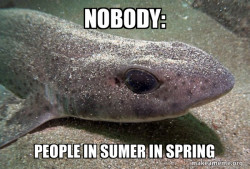 Dirty Joke Dogfish