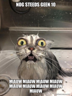 Cat bath