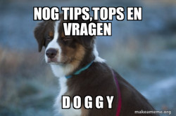 Unsure Dog