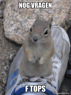 Standover Squirrel
