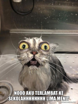 Cat bath