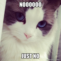 Ridiculously Photogenic Cat