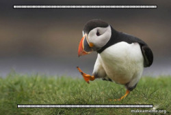 Unpopular Opinion Puffin