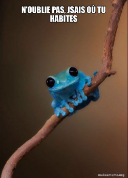 Small Fact Frog