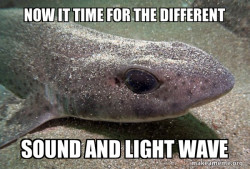 Dirty Joke Dogfish