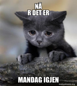 sad Cat
