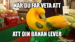 Gourd Advice Mallard