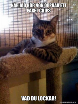 The Most Interesting Cat in the World