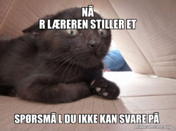 Schitzo Cat