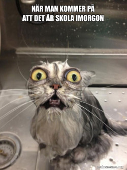 Cat bath