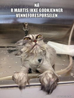 Cat Bath Returns