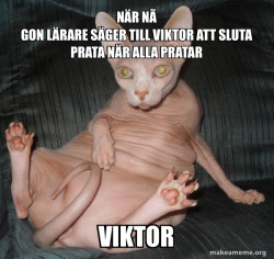 Hairless Cat