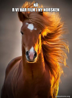 Ridiculously photogenic horse
