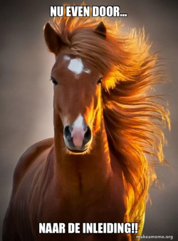 Ridiculously photogenic horse