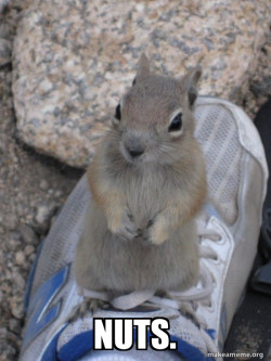 Standover Squirrel