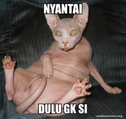 Hairless Cat