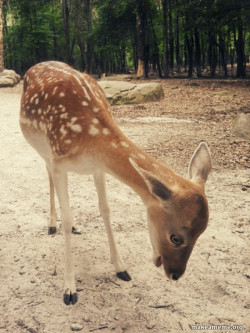 O M G Deer
