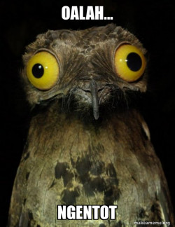 Weird Stuff I do Potoo