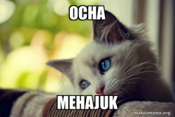 First World Cat Problems