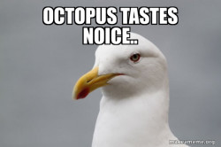 Stuff That Didn't Happen Seagull