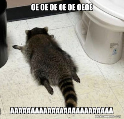 Drunk Raccoon