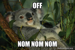 Laid Back Koala