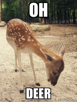 O M G Deer