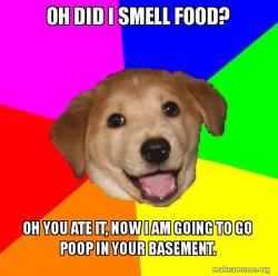 Food Dog