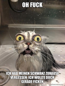 Cat bath