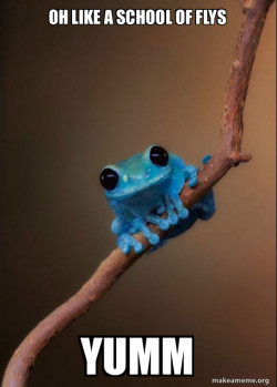 Small Fact Frog