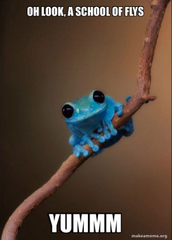 Small Fact Frog