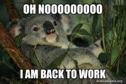 Laid Back Koala