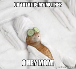 Pampered Cat Meme