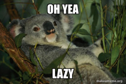 Laid Back Koala