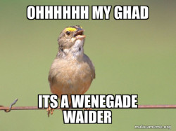 Common Opinion Sparrow