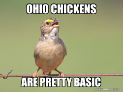 Common Opinion Sparrow