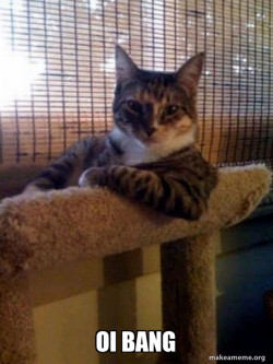 The Most Interesting Cat in the World